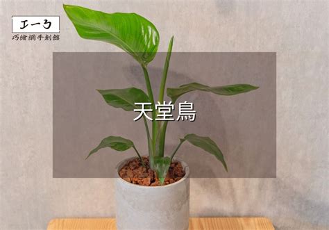 白花天堂鳥|天堂鳥植物完全栽培指南 從選擇到養護 